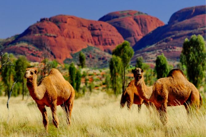 camellos=australia