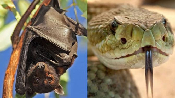 coronavirus-murcielago-serpiente