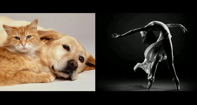 animal y danza