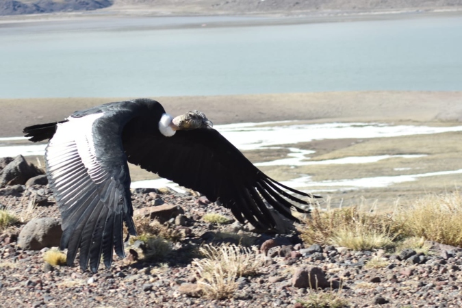 condor-andino-rescate-neuquen