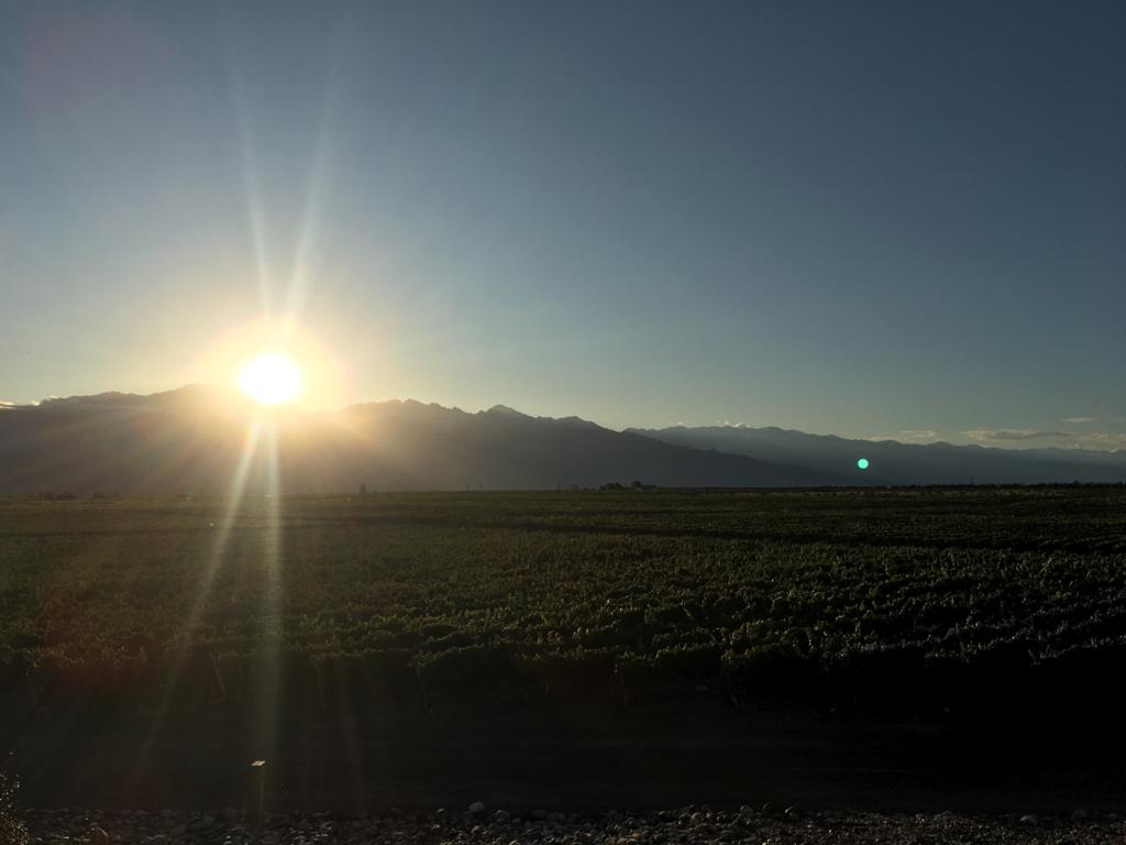 Viñedos, montaña y sol en Alfa Crux, San Carlos - foto Milena Diaz