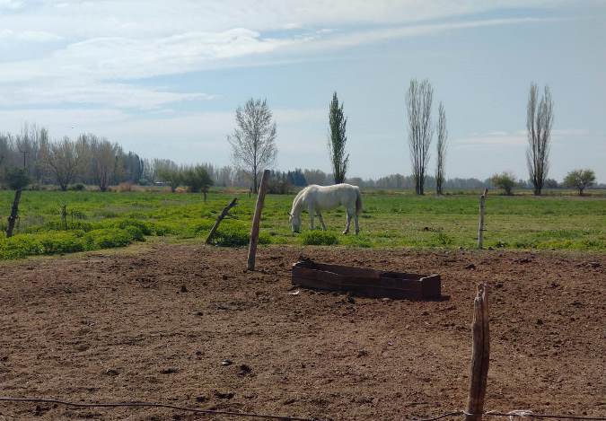 caballo blanco y paisaje en la Villa de San Carlos - fto abi romo