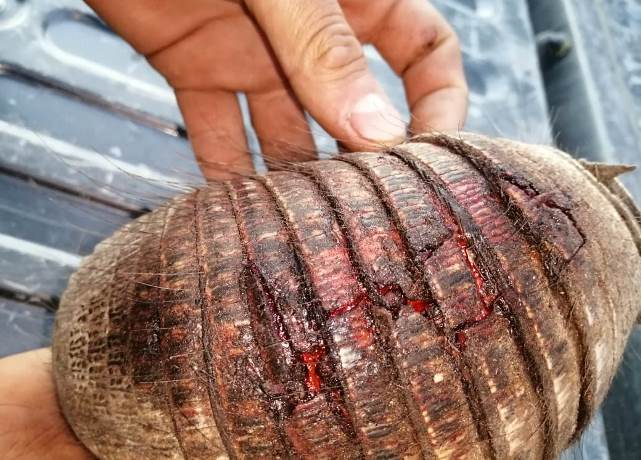 Guardaparques interceptaron a cazadores furtivos en San Carlos y rescataron a un piche malherido