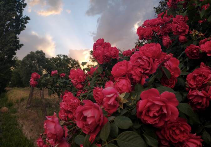 Rosas rojas y nubes - San Carlos - foto El Cuco Digital