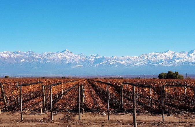 Viñedos rojizos y montaña de fondo - foto _Mary Gonzalez