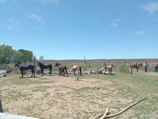caballos-tunuyan