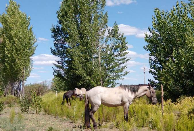 Caballos y arboles - Calise - Verano 2020 - foto El Cuco Digital