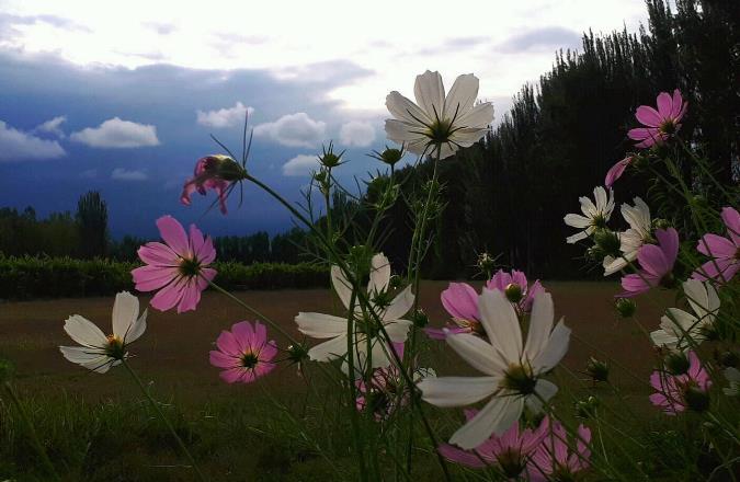Flores y cielo nublado - foto Mary Gonzalez