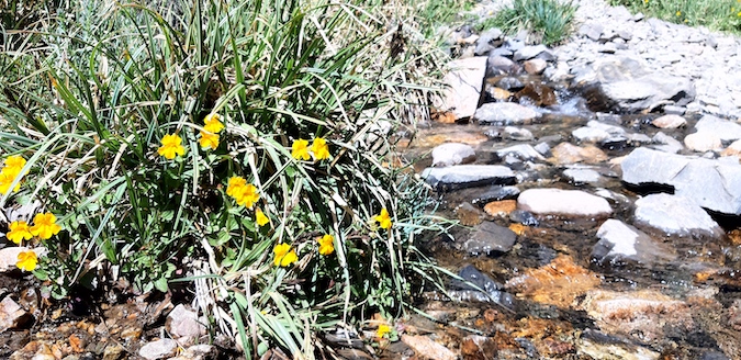 Aguas y flores- arroyo Chorro de la Vieja-Valle de Uco-El Cuco Digital