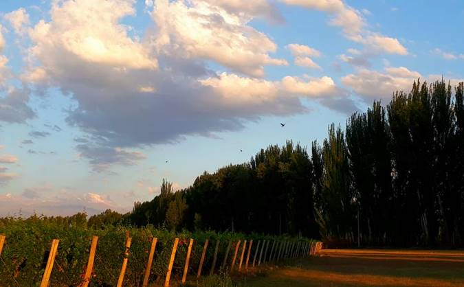 Alamos, nubes y pajaros - foto mary gonzalez