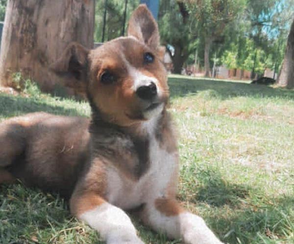 Se busca a Ramona, una cachorra que estaba en adopción y se perdió
