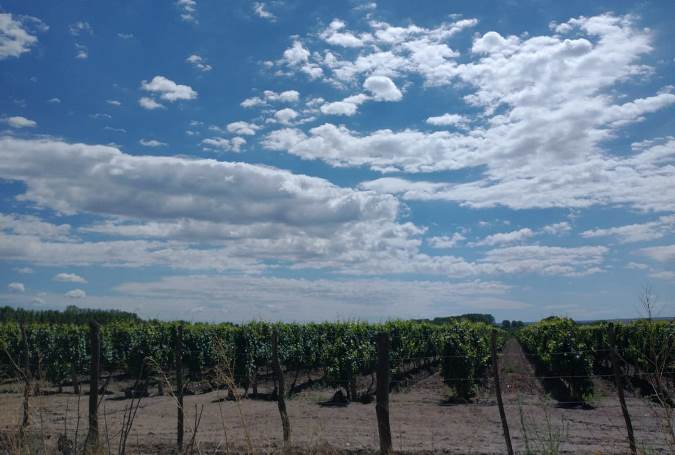 Viñedos y cielo con nubes sobre ruta 40 vieja, San Carlos - foto Abi Romo, El Cuco Digital