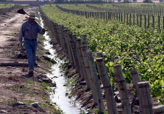 mendoza-viñedos