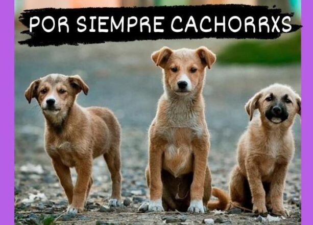 por-siempre-cachorros-paseadores-de-perros