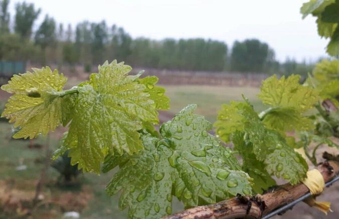 Lluvia y hoja de viña - foto mary gonzalez