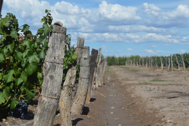 Viñas, nubes y uba - foto Abi Romo El Cuco