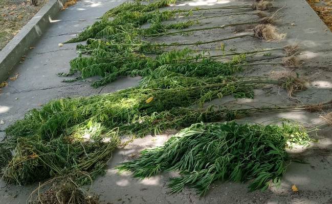 plantas marihuana-allanamiento san carlos-