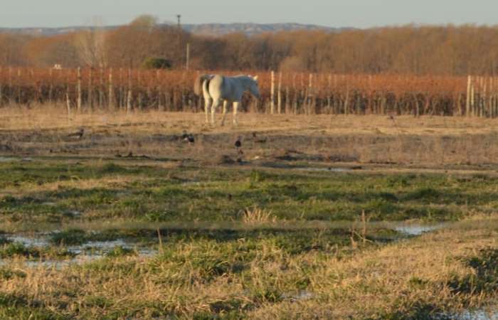 Caballo blanco en finca sobre calle carril nacion san carlos - foto el cuco