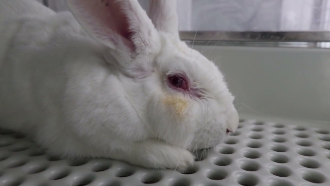 animal-laboratorio-conejo