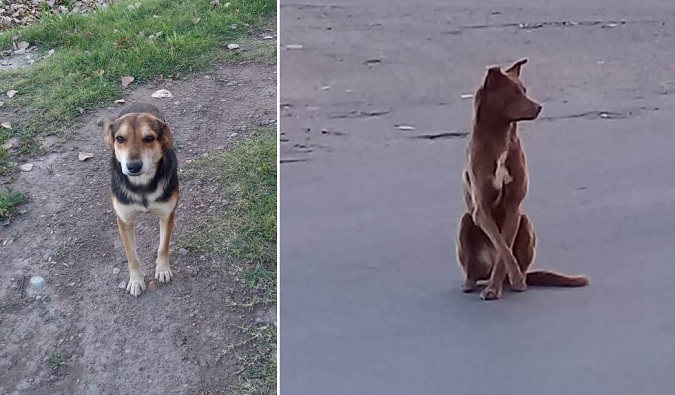 Buscan familias adoptivas para una perra y un perro abandonados en La Consulta