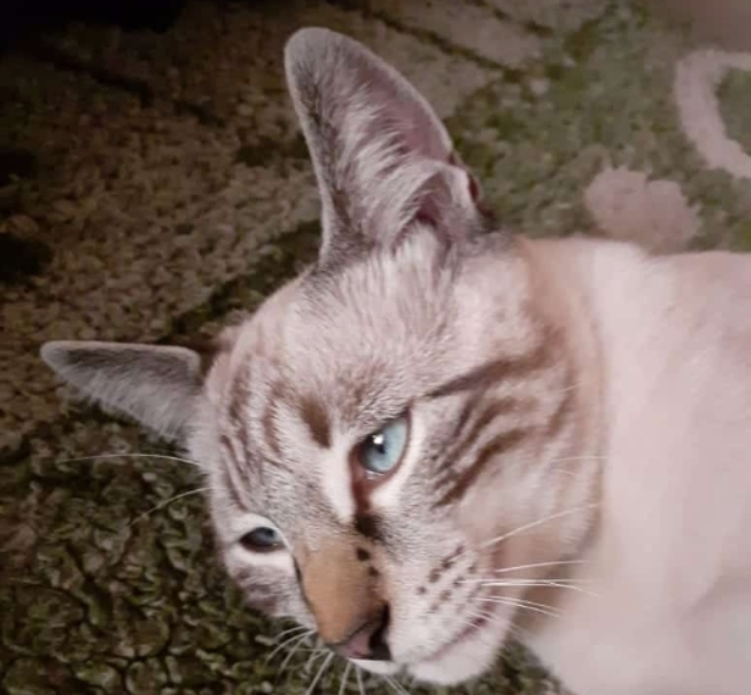 Una familia de Tunuyán sigue buscando desesperada a su gato y ofrece recompensa