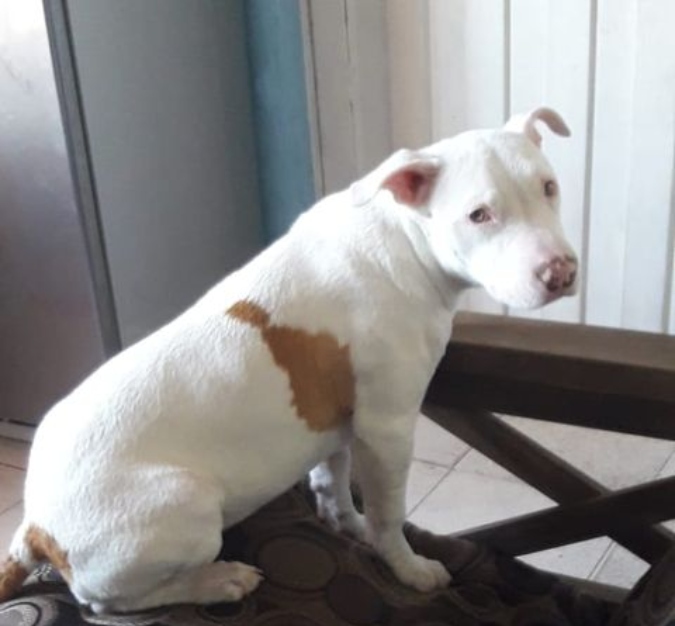 Buscan a una perra pitbull que se extravió en Tupungato