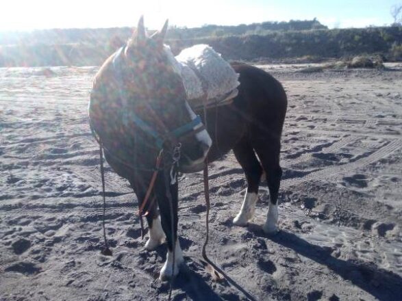 Caballo-robado-San-Carlos-2