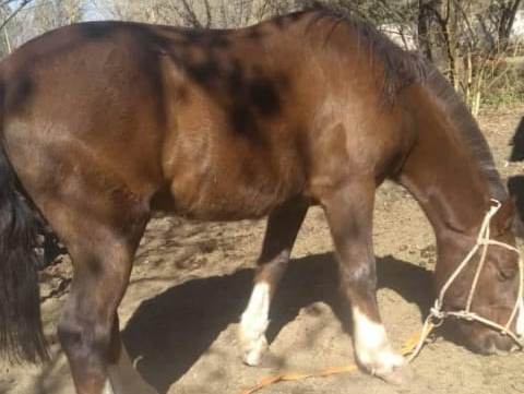 Encontraron el caballo que habían robado en San Carlos