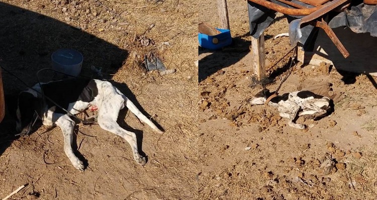 Maltrato animal en Tunuyán: dejó a sus perros atados por varios días y murieron de hambre y sed