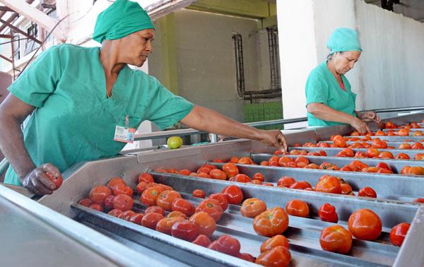 Empresa Agroindustrial Jesús Montané Oropesa, de Isla de la Juventud, trabaja por superior campaña de tomate en calidad y cantidad. Cuba, 11 de enero de 2017. ACN  FOTO/Roberto DÍAZ MARTORELL/sdl