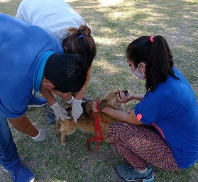 vacunacion-mascotas-sancarlos-1