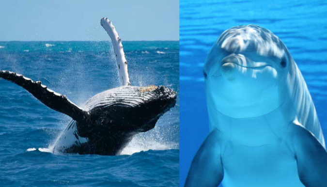 ballenas-y-delfines
