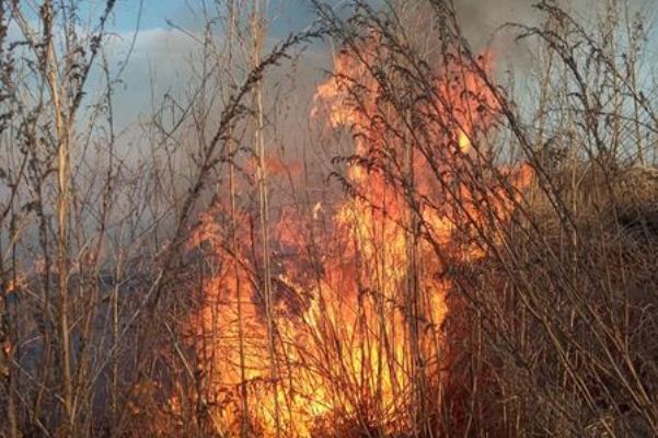 fuego-elcepillo-