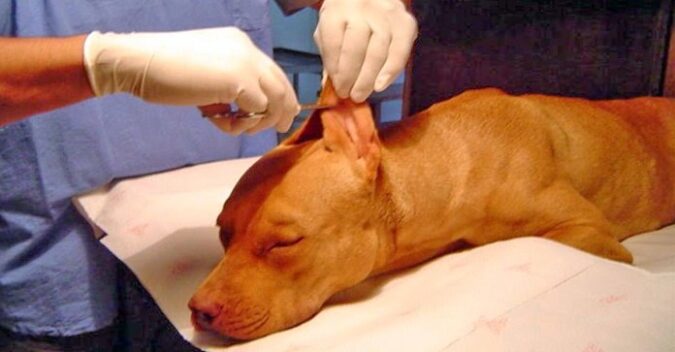 mutilacion perro