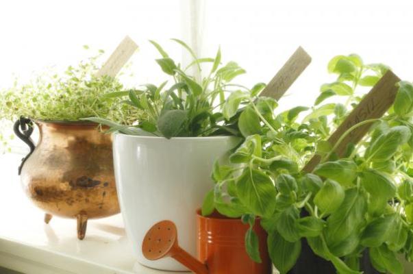 ¿Cómo cuido las plantas en invierno? Un especialista nos da sugerencias prácticas para no perderlas con el frío