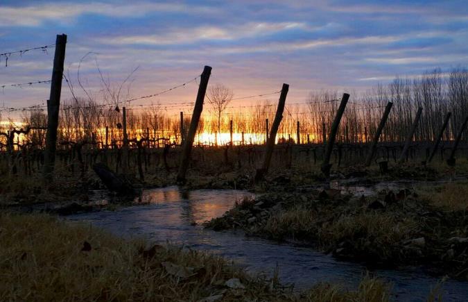 Amanecer con agua y viñas - foto mary gonzale