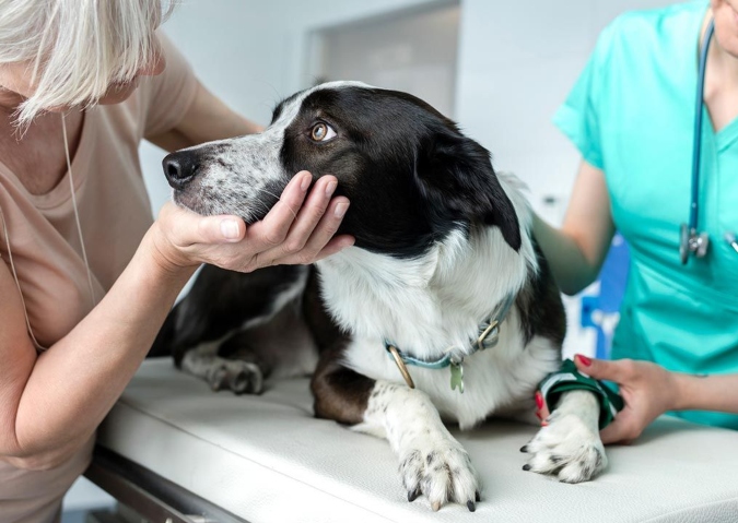 perro-veterinaria