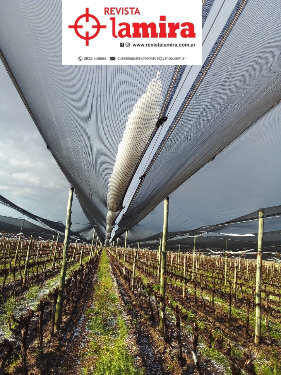 GranizoenFurlottifoto2RevistaLaMira Diario El Cuco Digital todas las noticias del Valle de Uco Granizo-en-Furlotti-foto-2-Revista-La-Mira