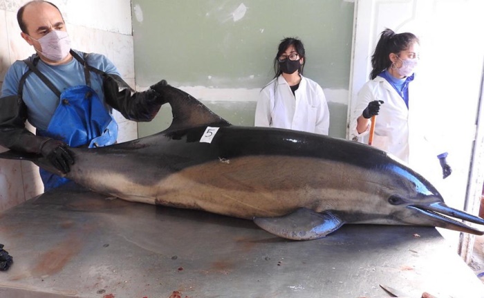 delfines muertos foto telam