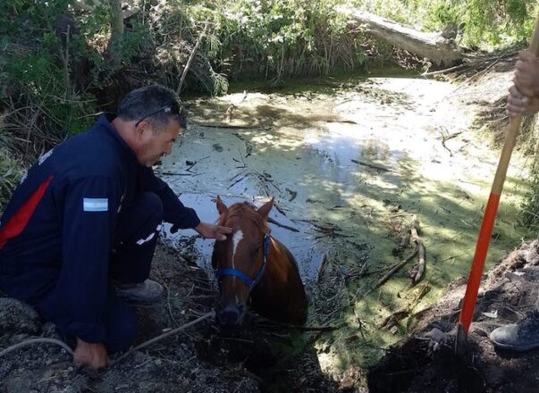 Bomberos rescatan un caballo- El Cuco digital