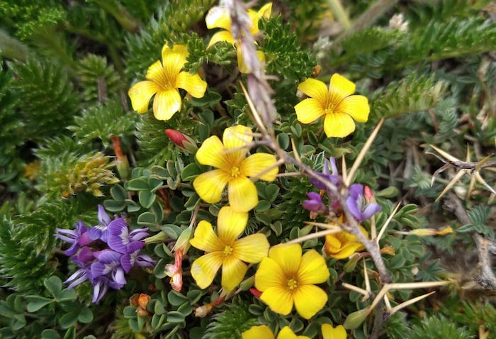 Flores en el Cajón de Arenales (foto gentileza Pablo Bouillard)