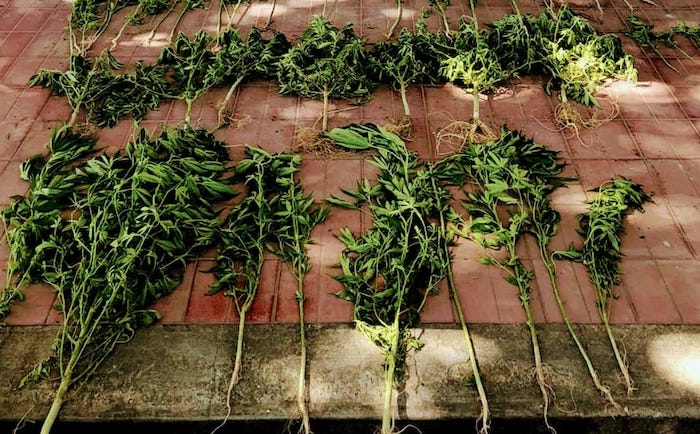 Plantas de cannabis secuestradas.
