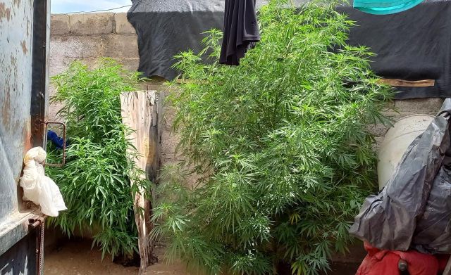 marihuanatupungto - Diario El Cuco Digital todas las noticias del Valle de Uco marihuana-tupungto