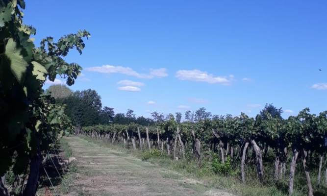 Verano en Chilecito-San Carlos- Lautaro Moyano