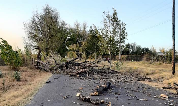 CaidaarbolLaConsultaautoElCucoDigital2 - Diario El Cuco Digital todas las noticias del Valle de Uco Caida-arbol-La-Consulta-auto-El-Cuco-Digital2