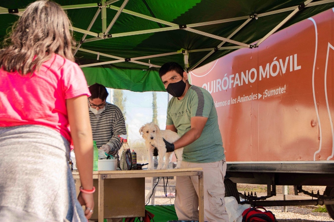 Se operan perros y gatos a partir de los 6 meses.