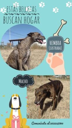 buscan-hogar