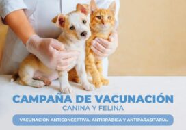 perros-gatos-vacunacion