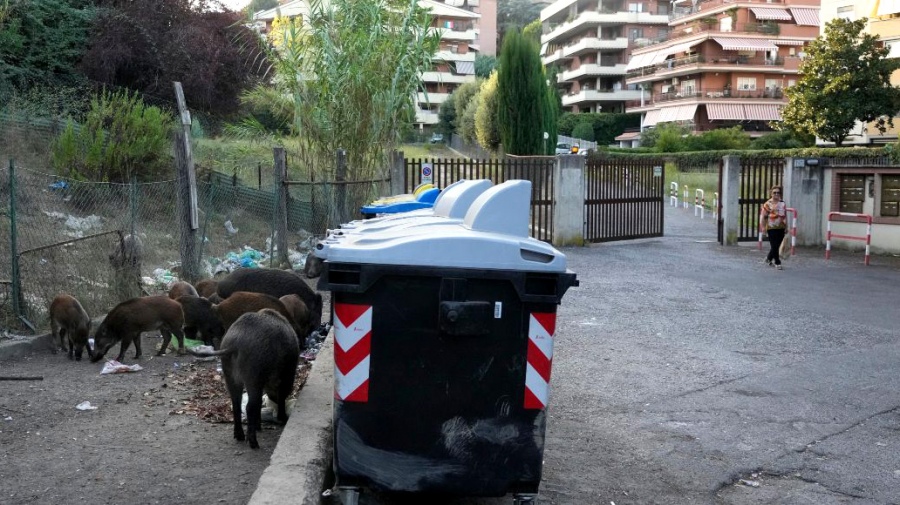 Los jabalíes buscan la basura en las calles de Roma.
