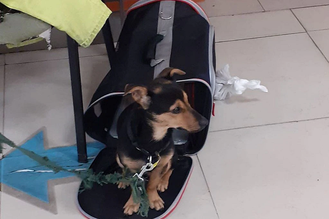 El perrito que llegó desde Hungría había quedado varado en Ezeiza por no tener la vacuna antirrábica al día ni un certificado veterinario.